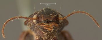 Media type: image;   Entomology 5879 Aspect: head frontal view